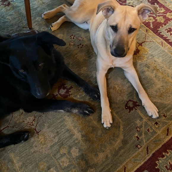 Meet your Posher, Laura - Picture 2 of 2